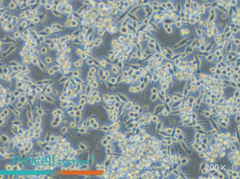 BV2-EGFP Cell Complete Medium - small - 5