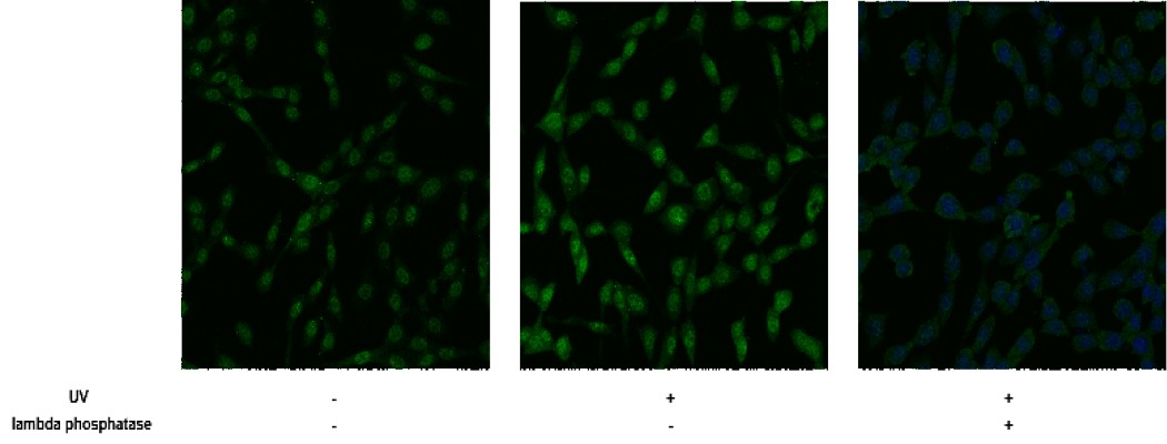 Recombinant Phospho-p38 MAPK (Thr180, Tyr182) Monoclonal Antibody - small - 2