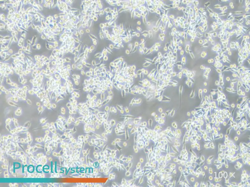 MKN-45 Cell Complete Medium - 3