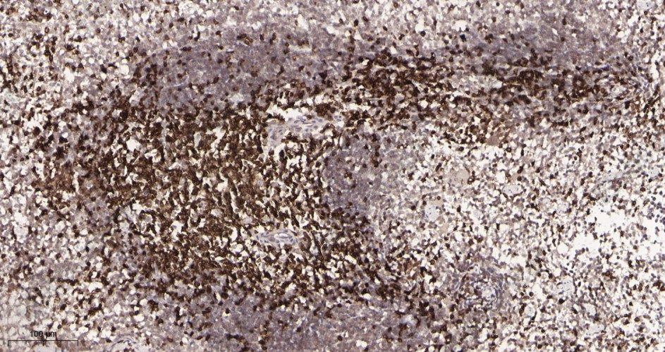 Recombinant CD3 Monoclonal Antibody - 3