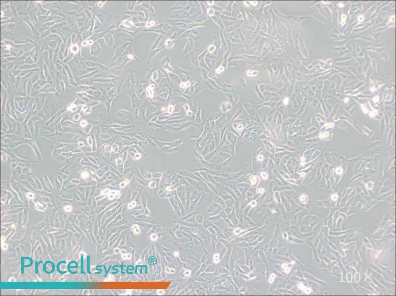 MNNG/HOS Cl #5 [R-1059-D] Cell Complete Medium - 2