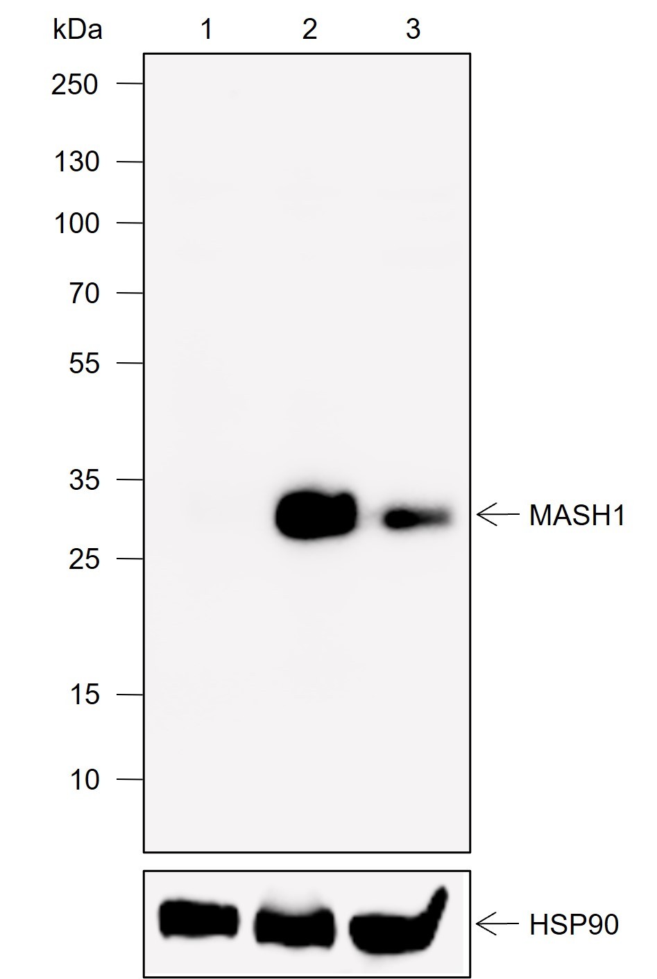 Recombinant MASH1 Monoclonal Antibody-searchlist-1