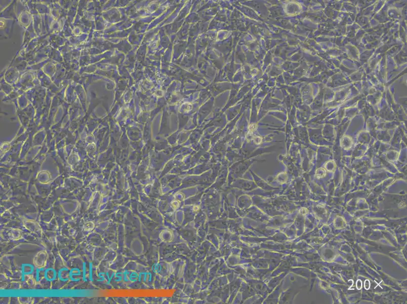 TM4 Cell Complete Medium - small - 6