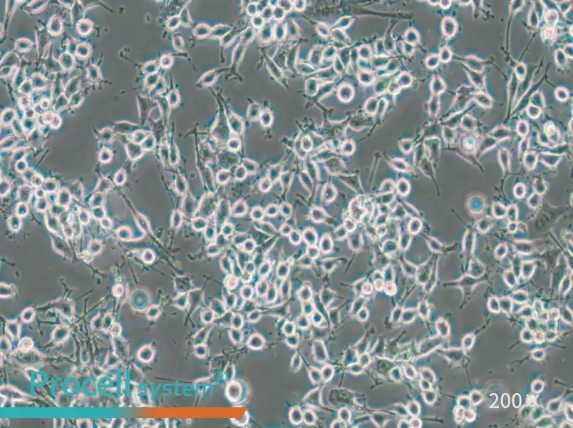 MADB106 Cell Complete Medium - small - 6