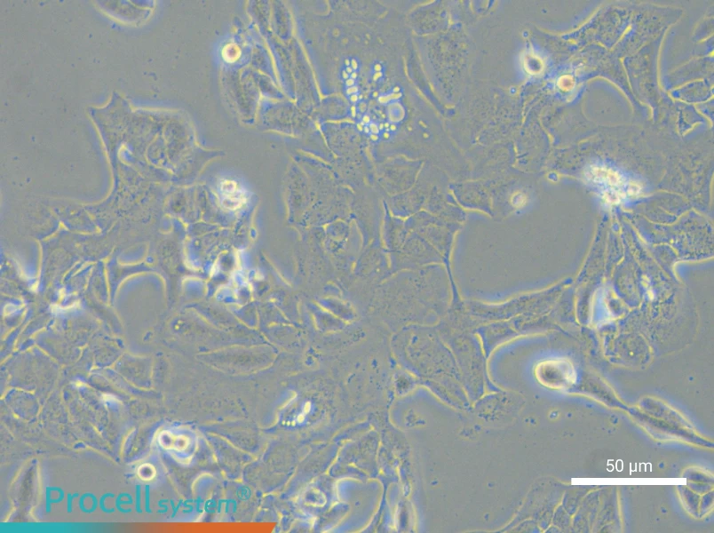 HCC2935 - 5