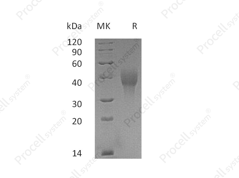OX40/TNFRSF4 (C-6His), Cynomolgus, Recombinant