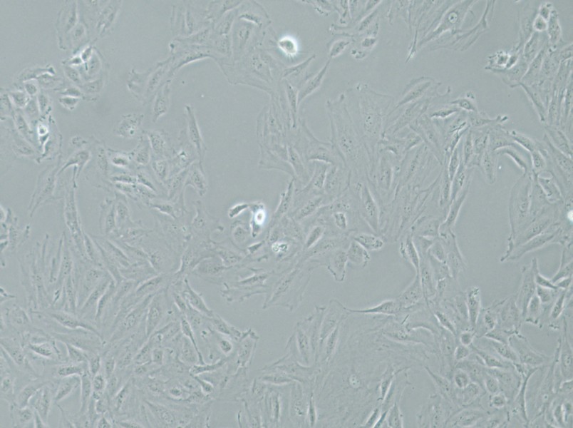 NRK-49F Cell Complete Medium-searchlist-1