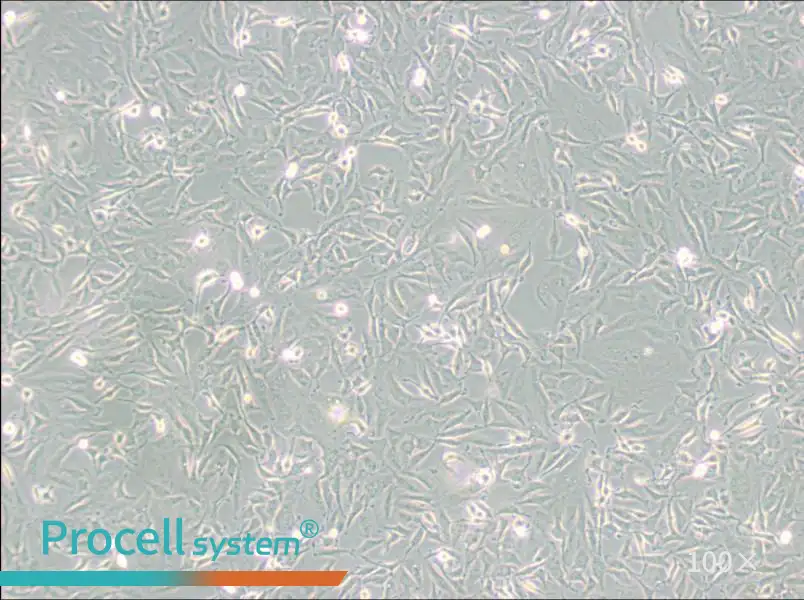 KTC-1 Cell Complete Medium - 2