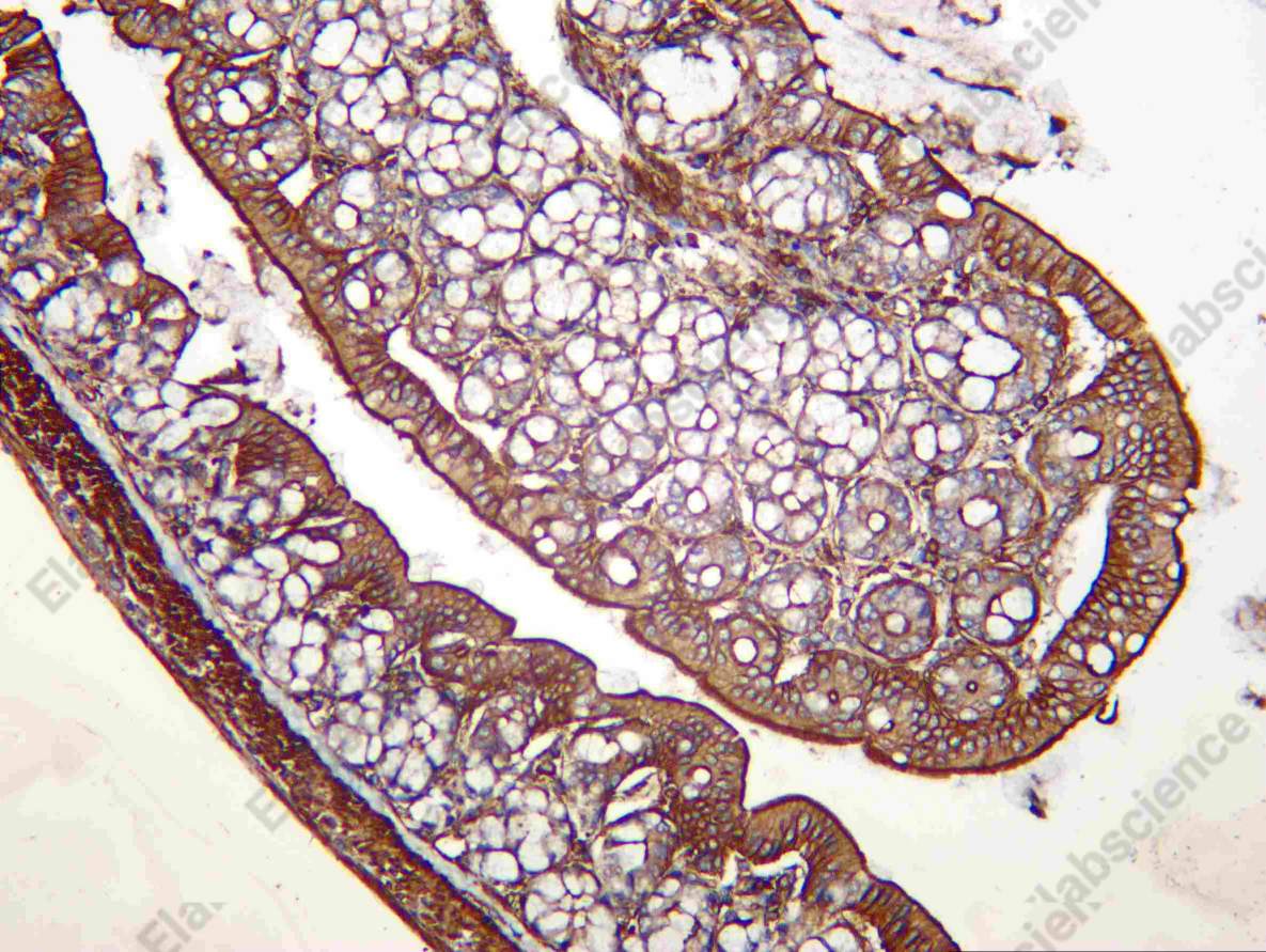 Recombinant ICAD Monoclonal Antibody - 3