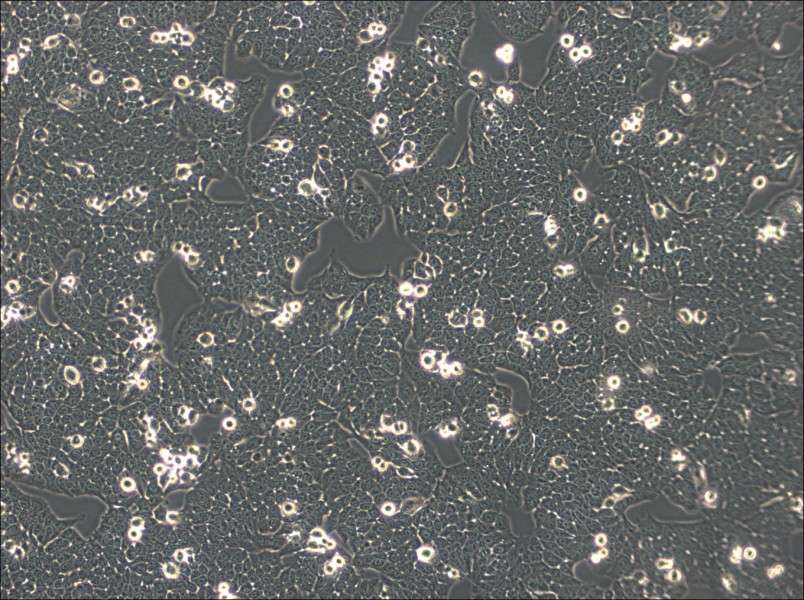 WSU-HN30 Cell Complete Medium - small - 2