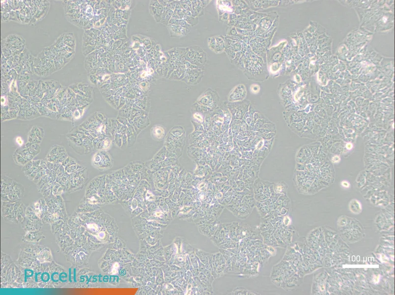 NCI-H1437 Cell Complete Medium - 1