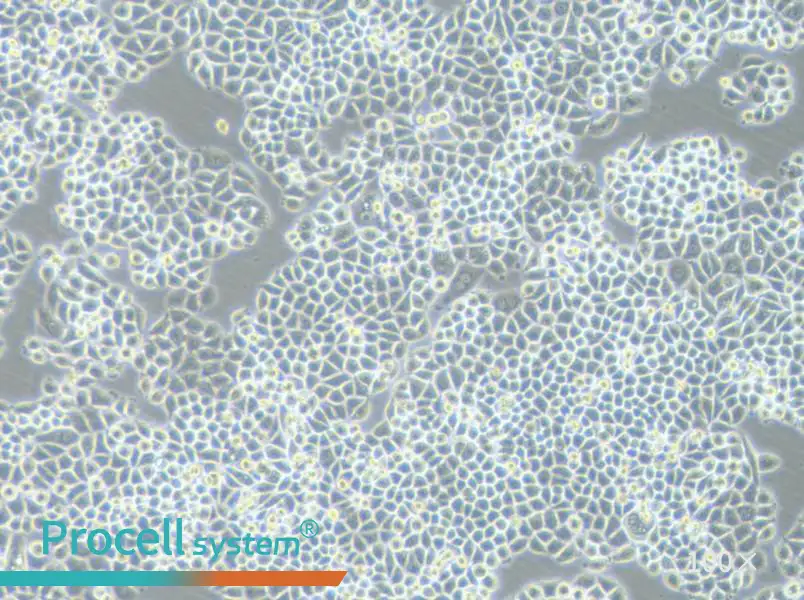 PC-9-DDP Cell Complete Medium - 1