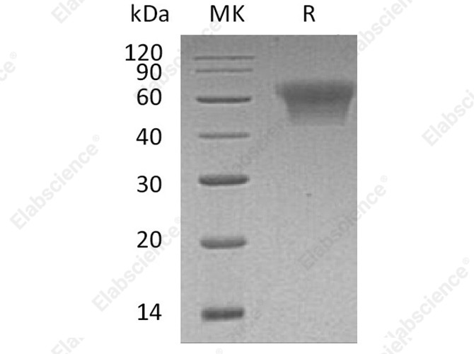 Recombinant Human CD55/DAF Protein (His Tag) - 1