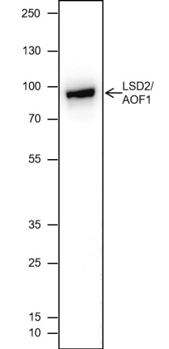Recombinant LSD2/AOF1 Monoclonal Antibody - small - 2