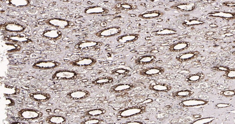 Recombinant LAMP1 Monoclonal Antibody - 2