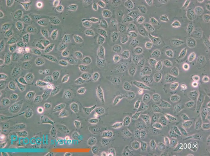 5637 Cell Complete Medium - small - 6