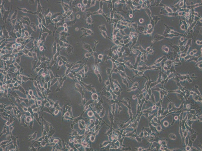 MFC Cell Complete Medium - 5