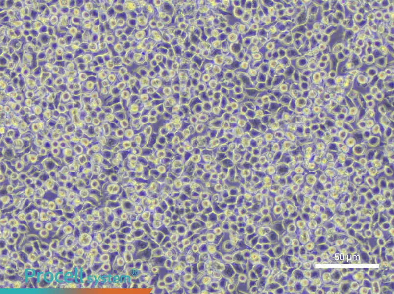 WEHI-3 Cell Complete Medium - 5