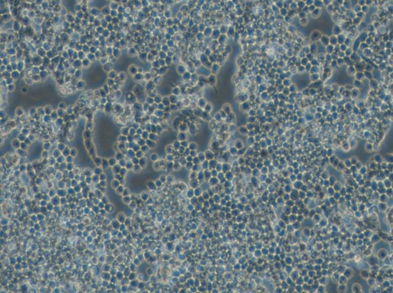 F9 Cell Complete Medium - small - 4