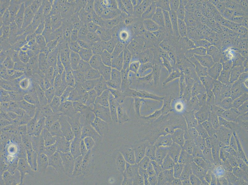 143B Cell Complete Medium - 4