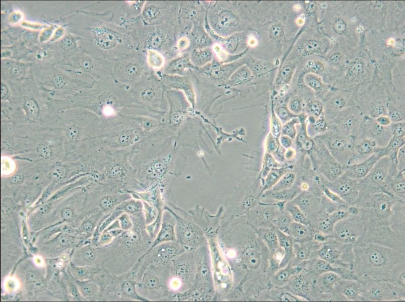 NCI-H2347 Cell Complete Medium - small - 4