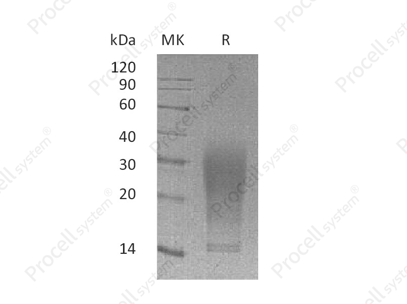 IL-13 (Pro22-Phe131, C-6His), Mouse, Recombinant