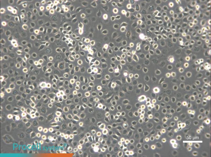 C6/36 [Clone C6/36] Cell Complete Medium - 5