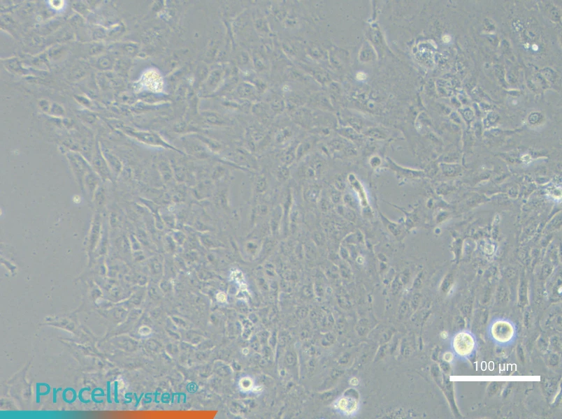 NCI-H2052NCI-H2052 - 3