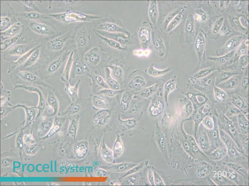 Caki-1 Cell Complete Medium - small - 6