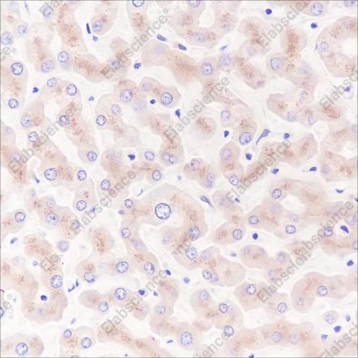 Recombinant Vitronectin/S-Protein Monoclonal Antibody - 2