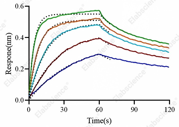 Recombinant Human FCGRT & B2M Heterodimer Protein - 4
