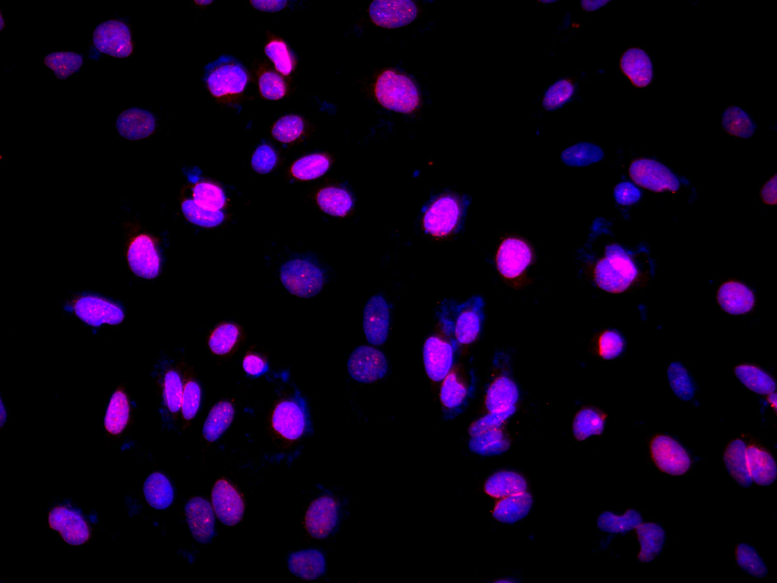 FITC Rat IgG2a, κ Isotype Control[2A3]-产品推荐-1