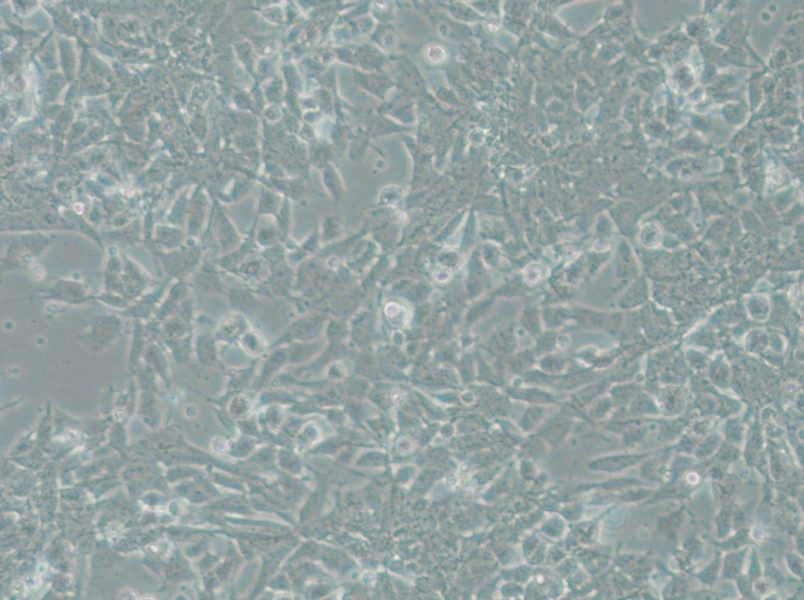 SK-N-DZ Cell Complete Medium - small - 7