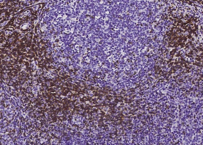Recombinant CD3D & CD3E Monoclonal Antibody - small - 2
