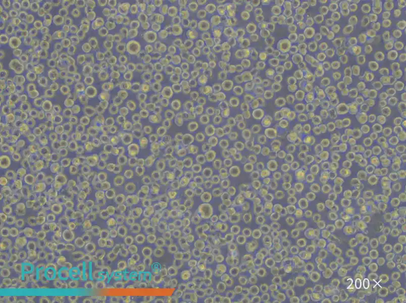 U-937 Cell Complete Medium - small - 6