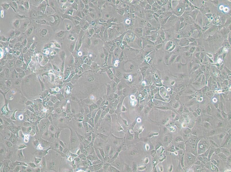 Panc 02.13 Cell Complete Medium-searchlist-1