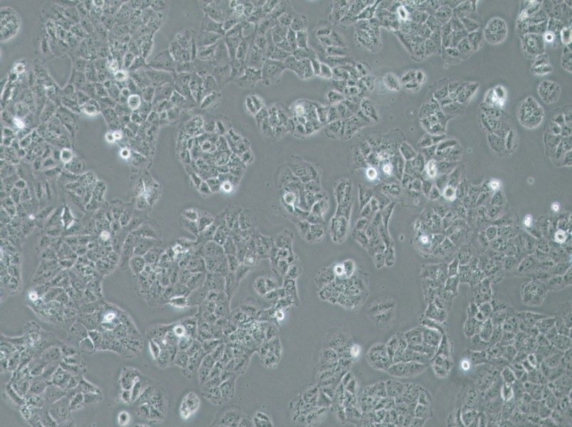 OVCAR-8 Cell Complete MediumOVCAR-8 Cell Complete Medium - 2