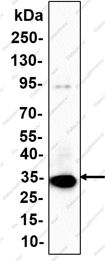 Recombinant SOX-2 Monoclonal Antibody - 1