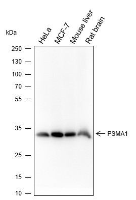 Recombinant PSMA1 Monoclonal Antibody-searchlist-1