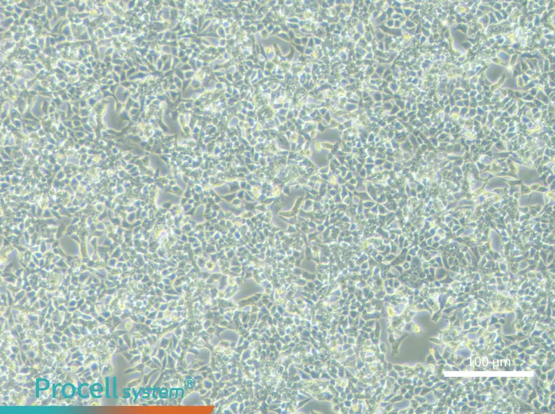 RL95-2RL95-2 - 2