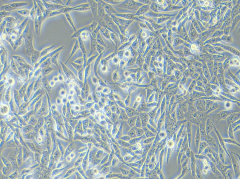 SK-UT-1 Cell Complete Medium - small - 6