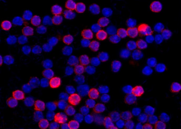 Recombinant CD95/APO-1/TNFRSF6/FAS Monoclonal Antibody-searchlist-1
