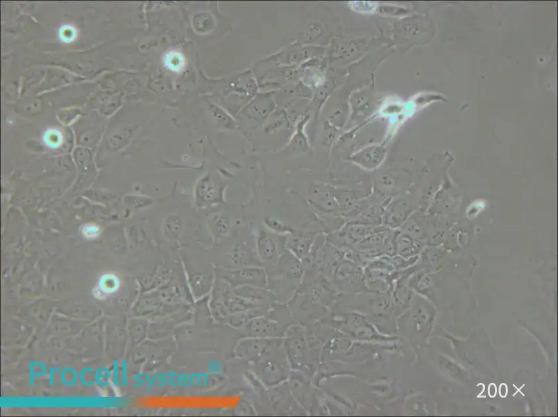SCC-9 [SCC 9; SCC9] Cell Complete Medium - small - 6