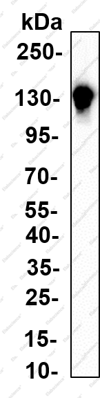 Recombinant CEACAM1 Monoclonal Antibody - 3