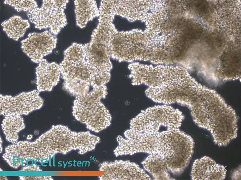 C8166 Cell Complete Medium - 1