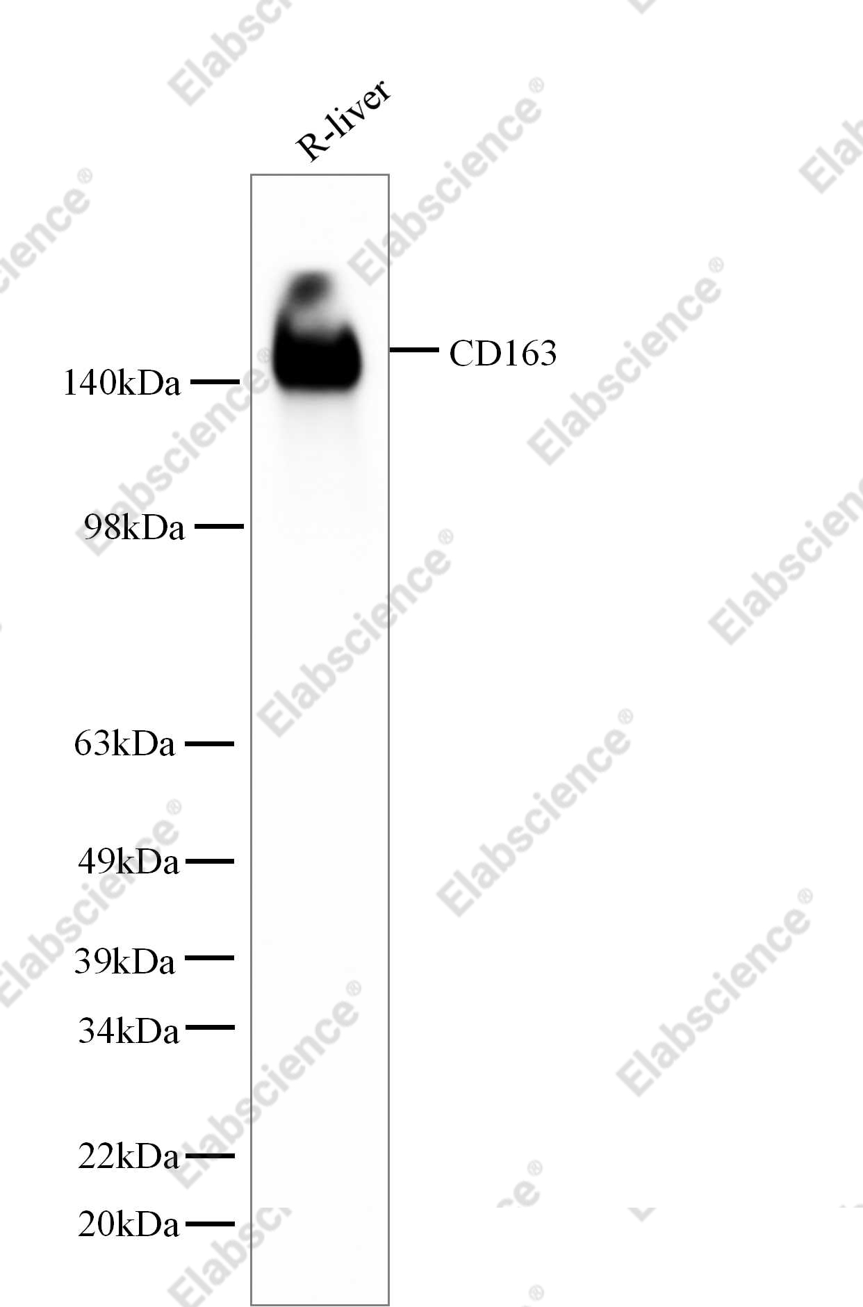 Recombinant CD163 Monoclonal Antibody - 1