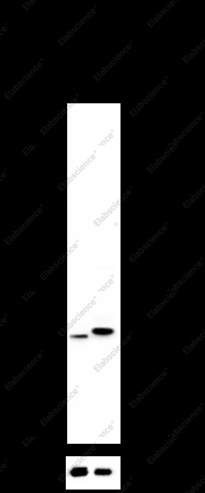 Recombinant NQO1 Monoclonal Antibody - 3