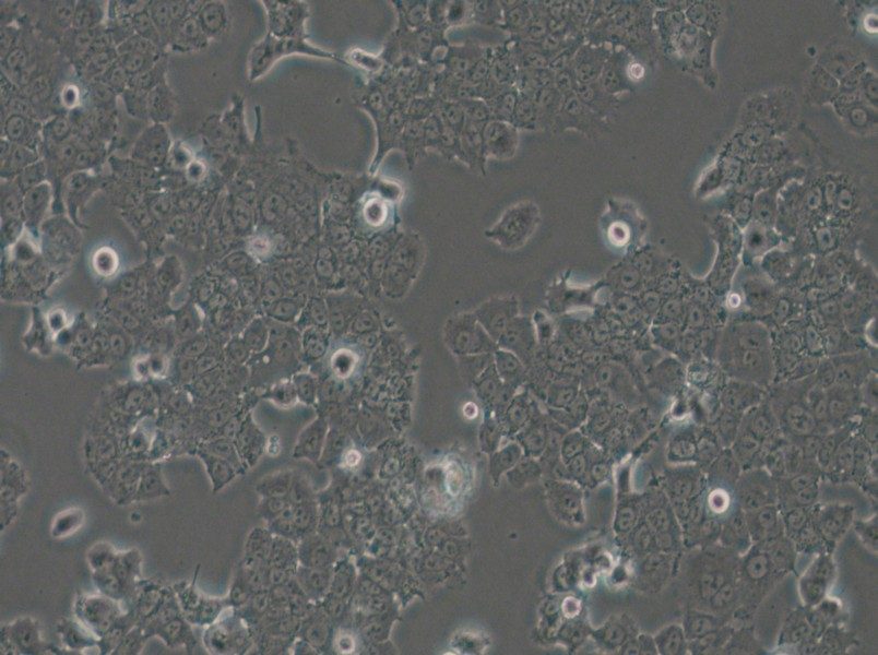 NCI-H1573 Cell Complete Medium - 6