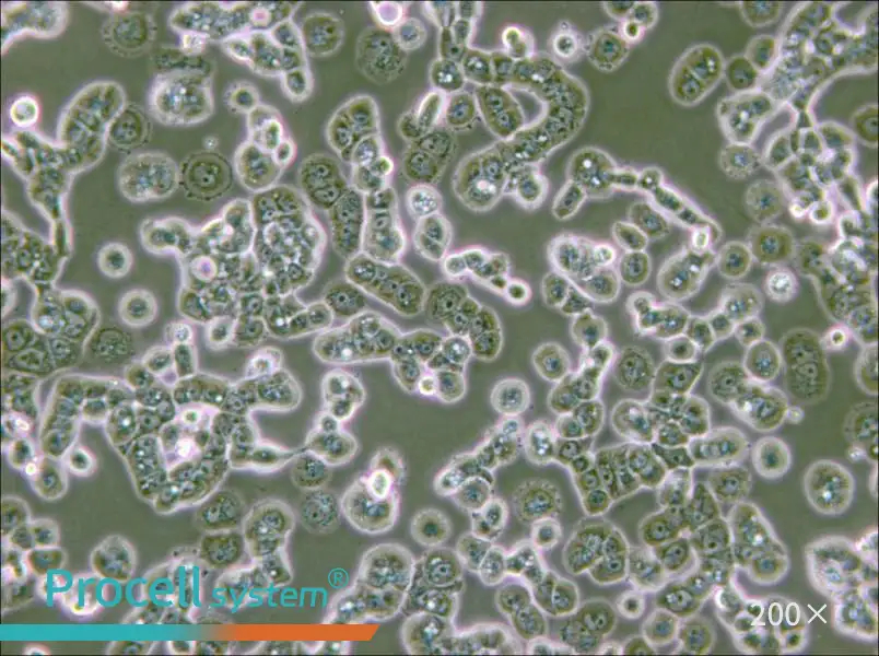 NCI-H2087 [H2087] Cell Complete Medium - small - 4