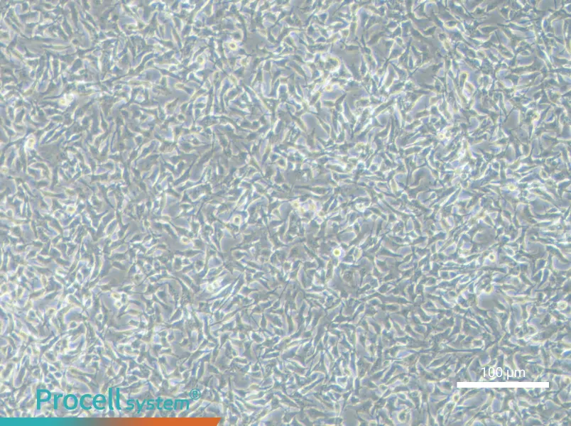 B16-F10 Cell Complete Medium - 3